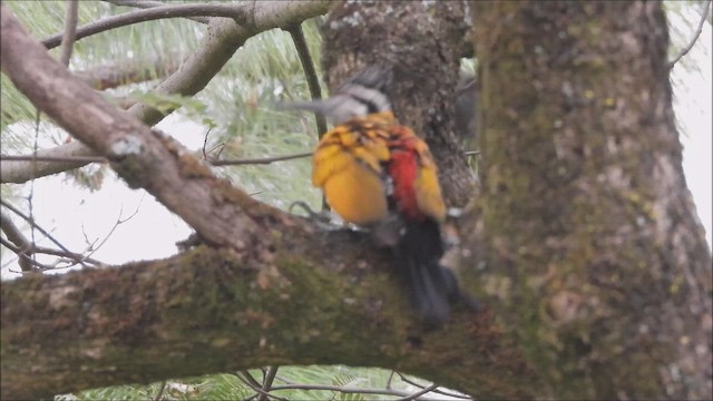 datel zlatopláštíkový - ML645379938