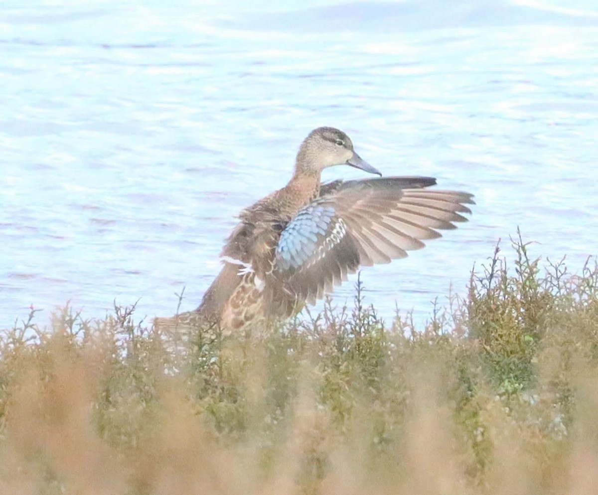 Blue-winged Teal - ML645379950