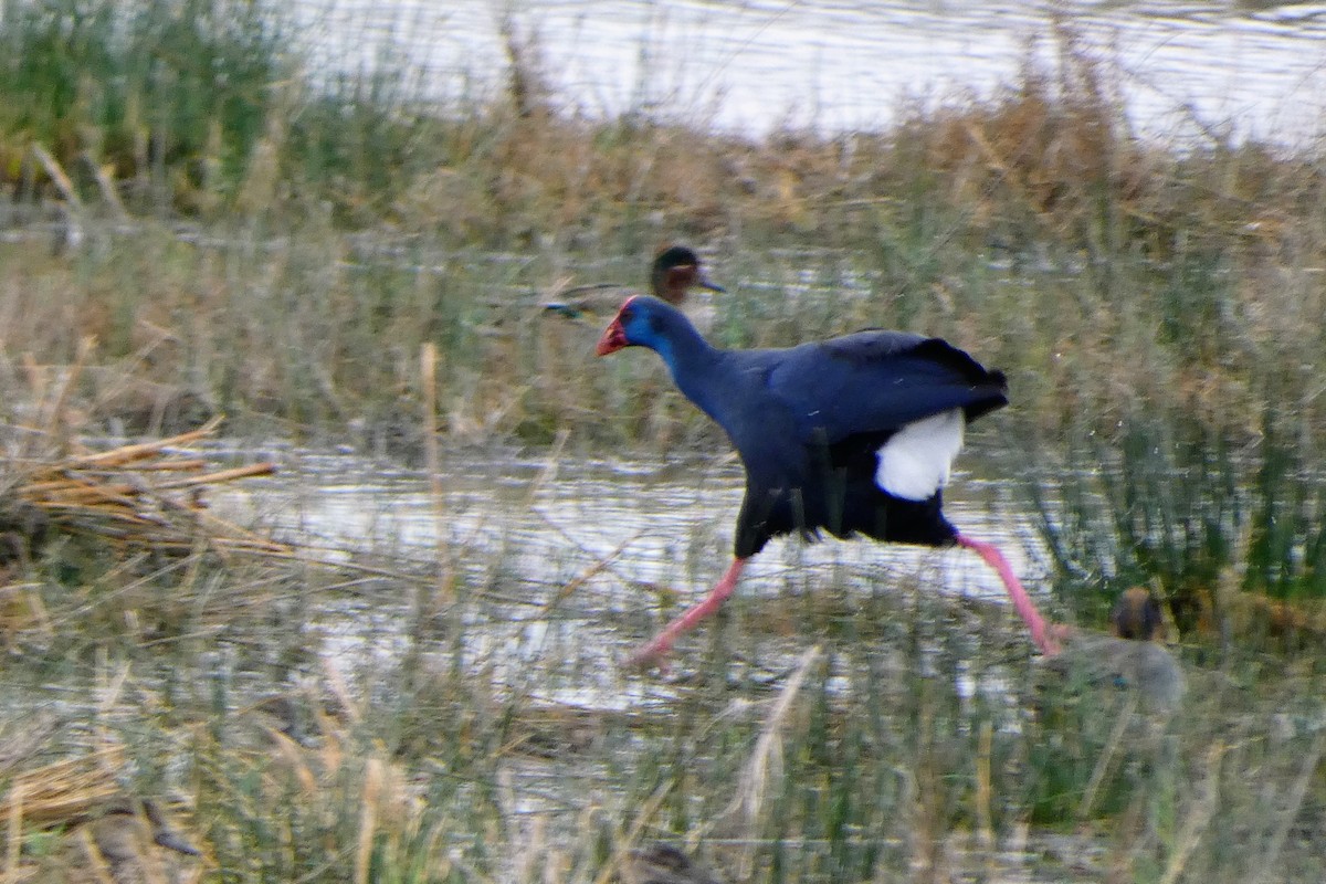 Western Swamphen - ML645379954