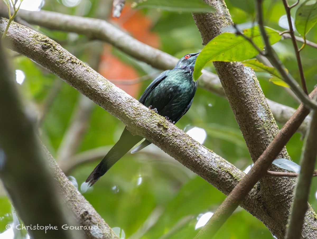 Metallic Starling - ML645379955