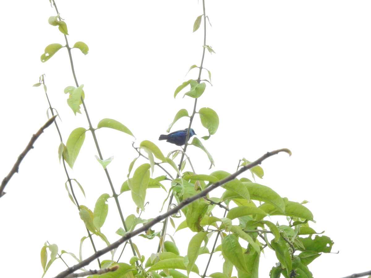 Лазурноголовая танагра - ML645379966