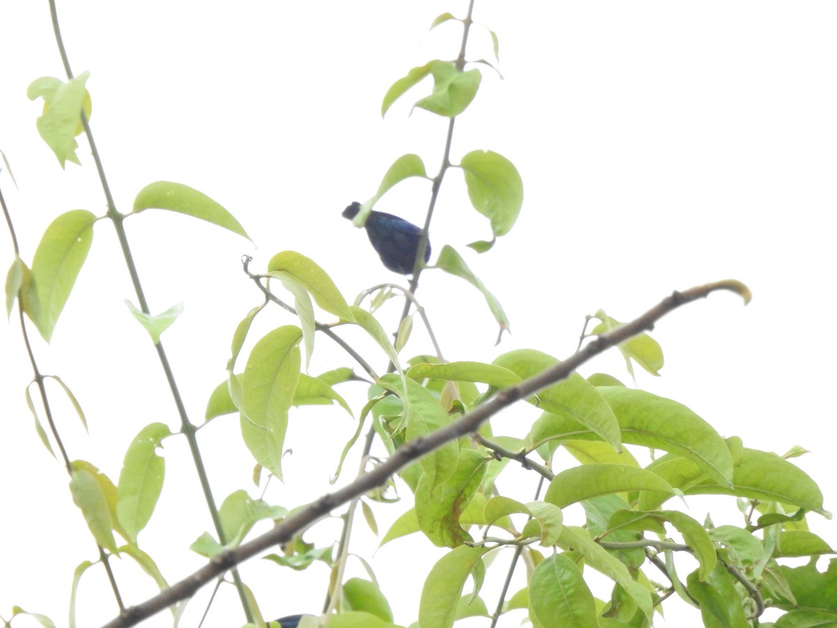 Лазурноголовая танагра - ML645379967