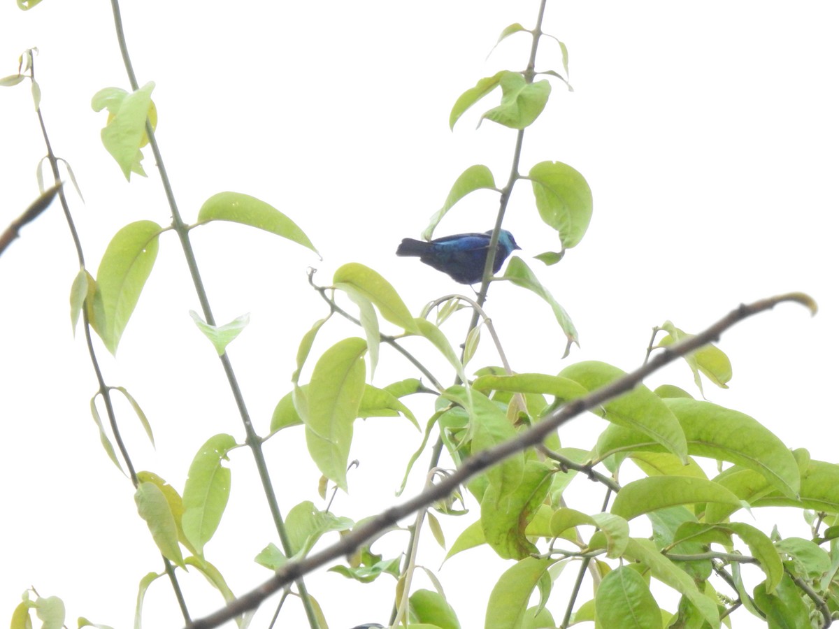 Лазурноголовая танагра - ML645379968