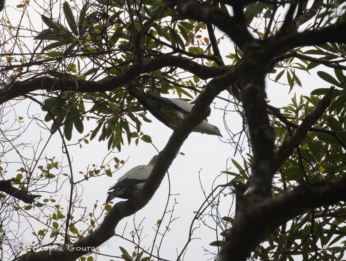 holub pobřežní - ML645380009