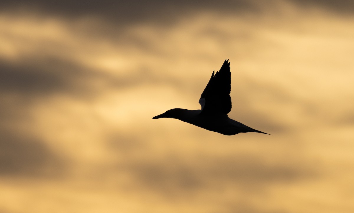 Australasian Gannet - ML645380013