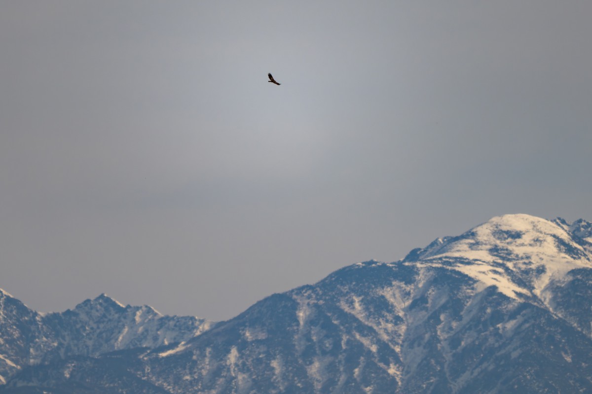 Mountain Hawk-Eagle - ML645380021