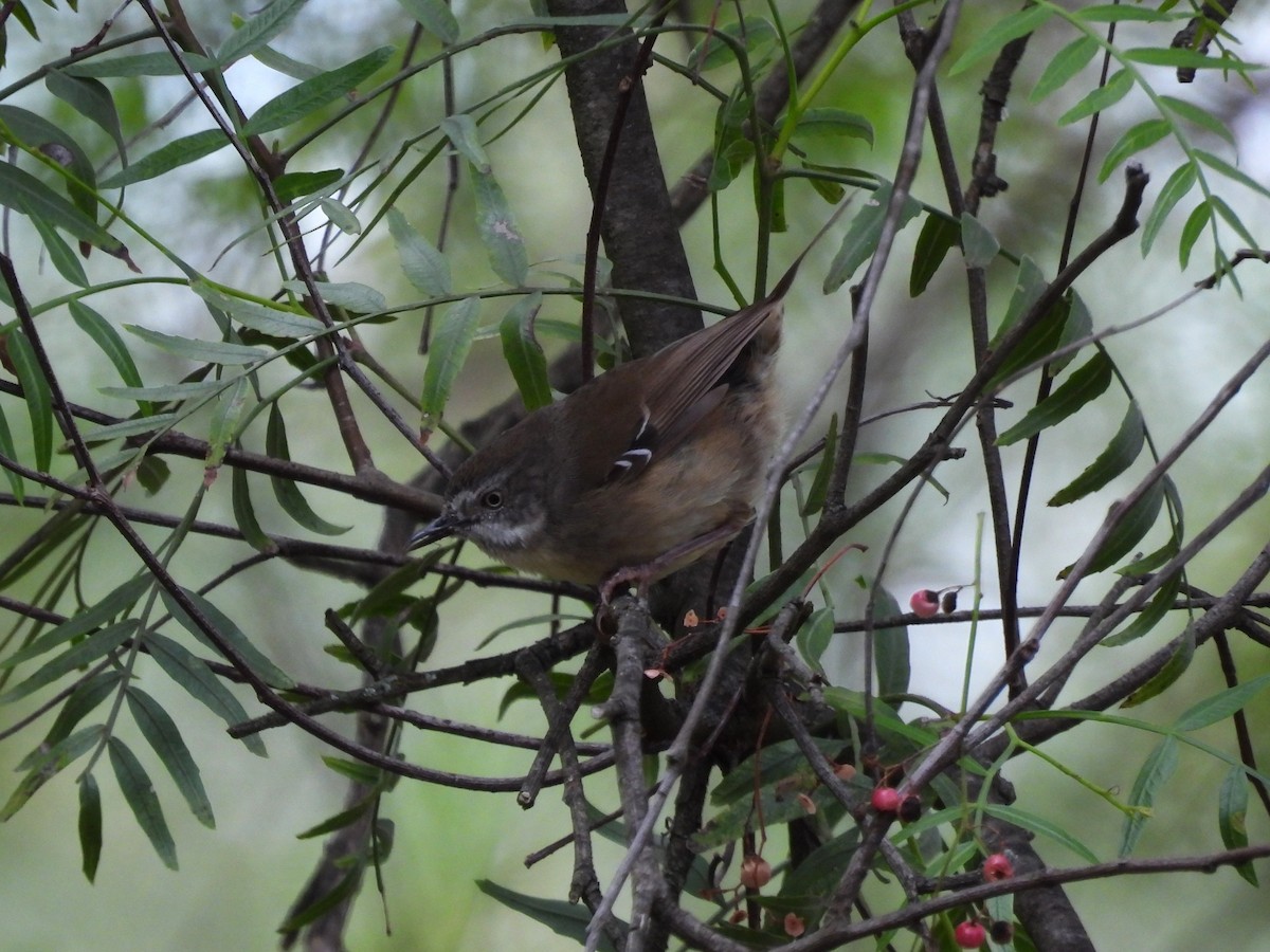 White-browed Scrubwren (White-browed) - ML645380022