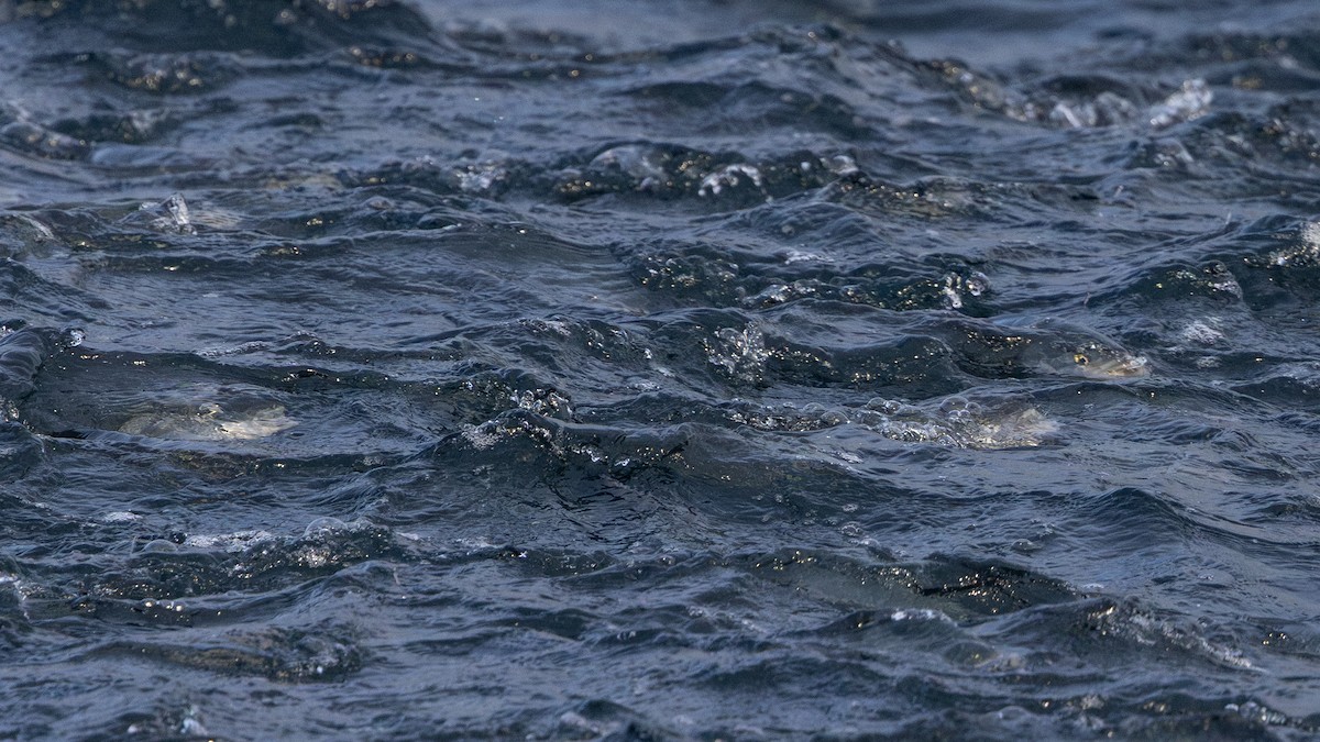 Eastern Australian Salmon - ML645380023