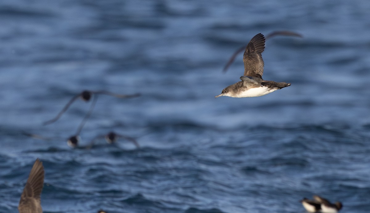 Fluttering Shearwater - ML645380025