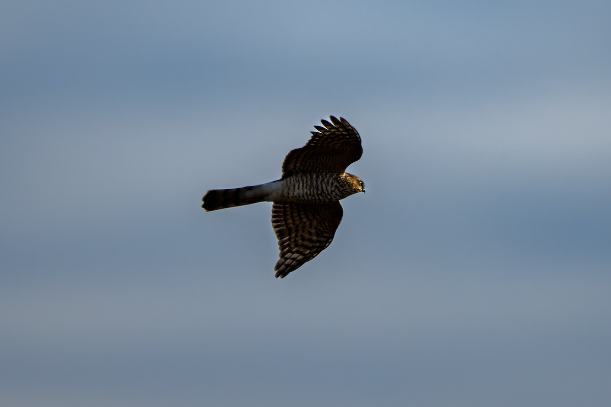Eurasian Sparrowhawk - ML645380027