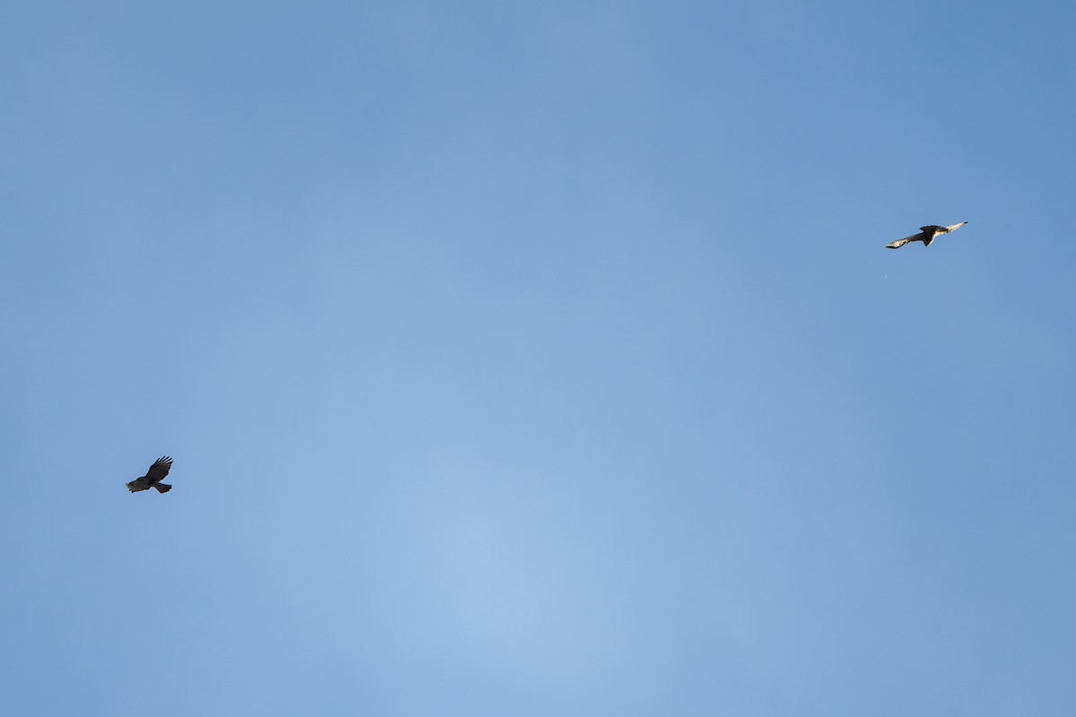 Eastern Buzzard - ML645380028