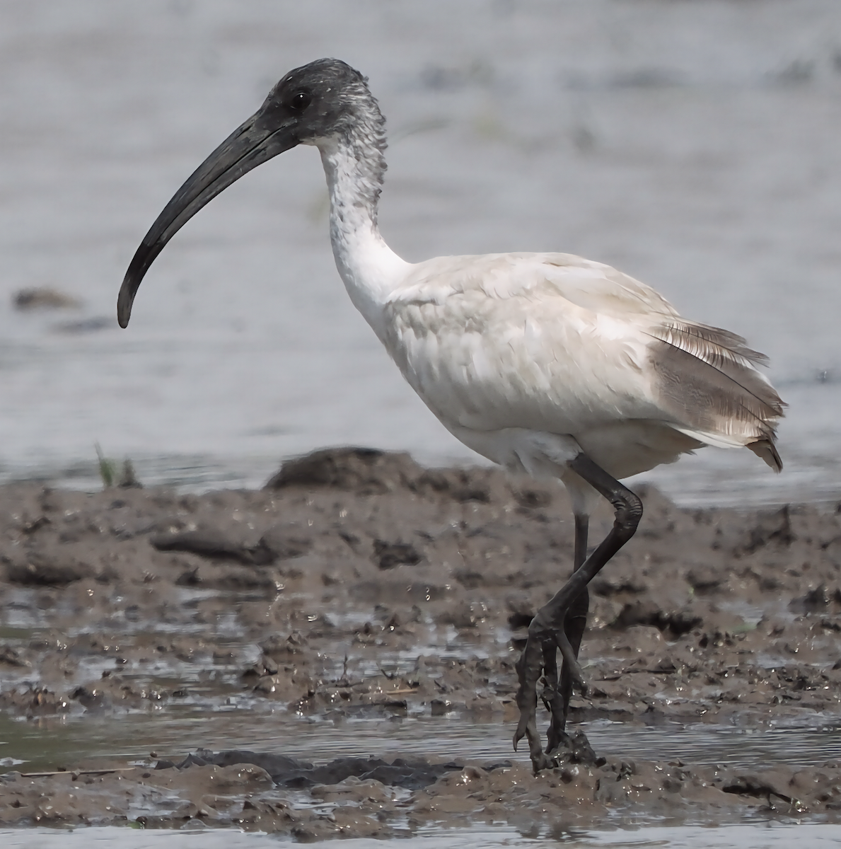 Black-headed Ibis - ML645380030