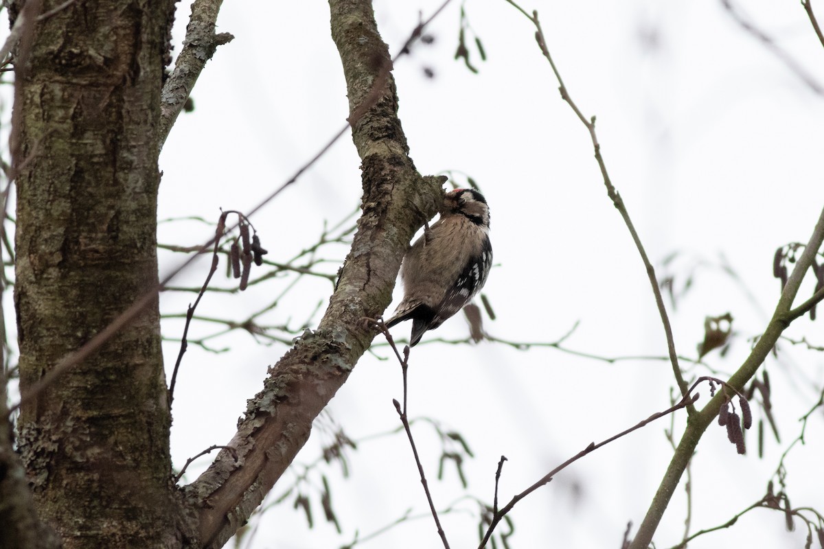 Цоохор тоншуул - ML645380053