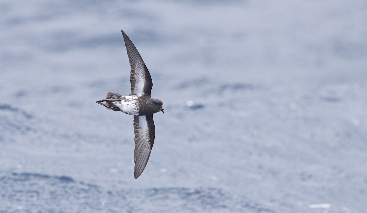 New Zealand Storm-Petrel - ML645380059
