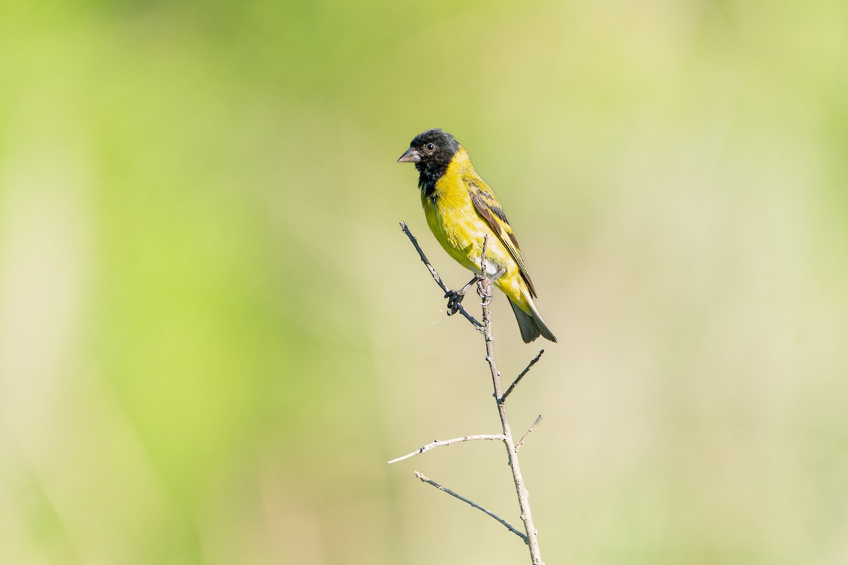 Hooded Siskin - ML645380074