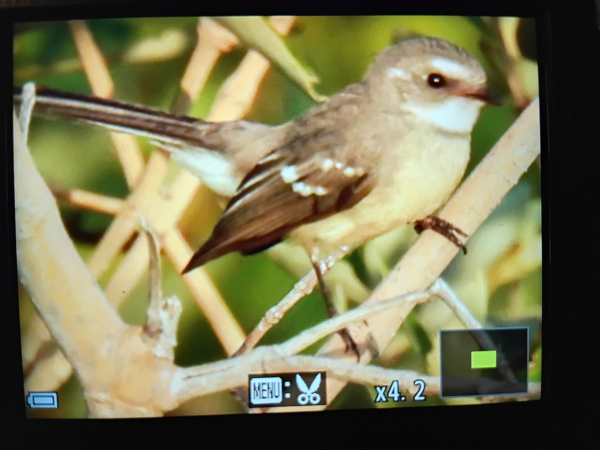 Abanico de Manglar - ML645380082