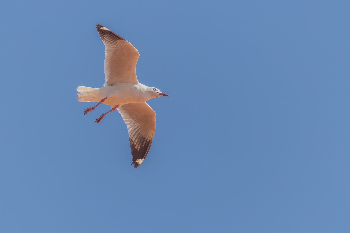 Gaviota Plateada Australiana - ML645380083