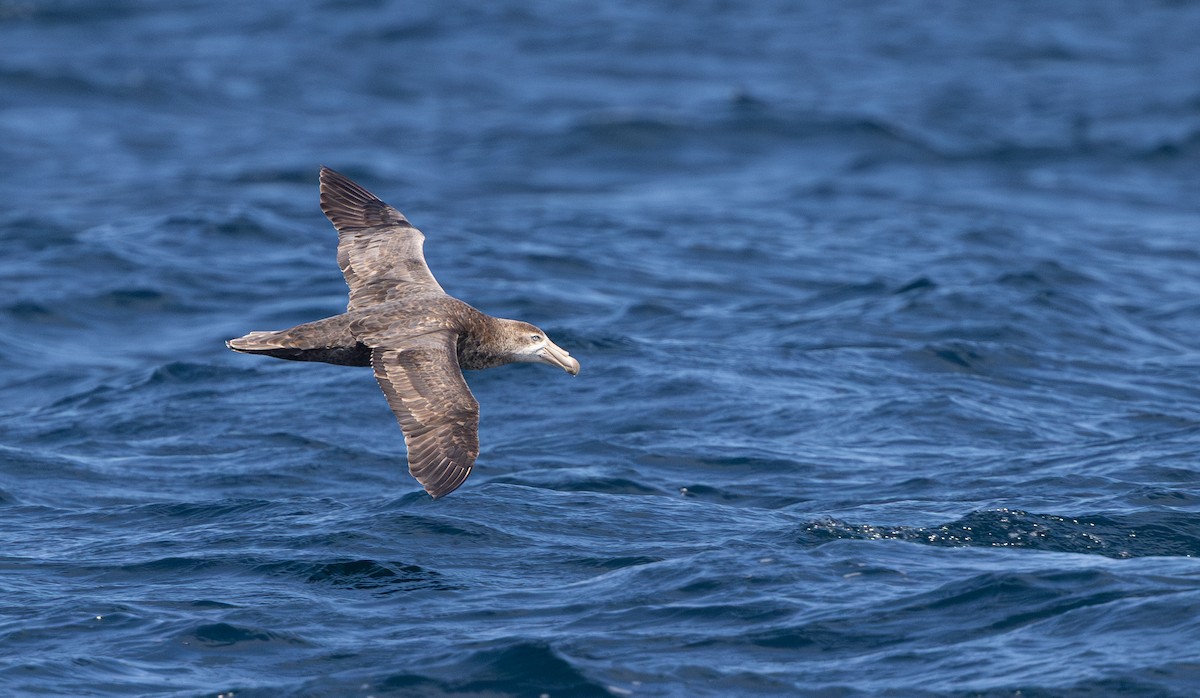 Abanto Marino Subantártico - ML645380084