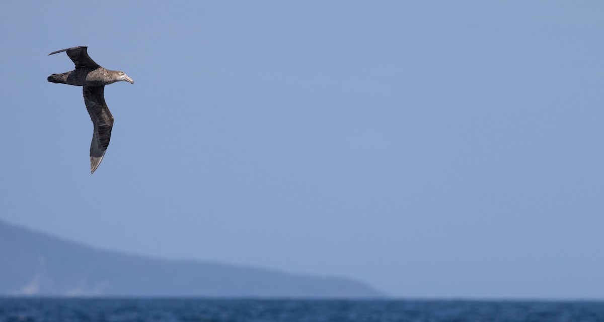 Abanto Marino Subantártico - ML645380085