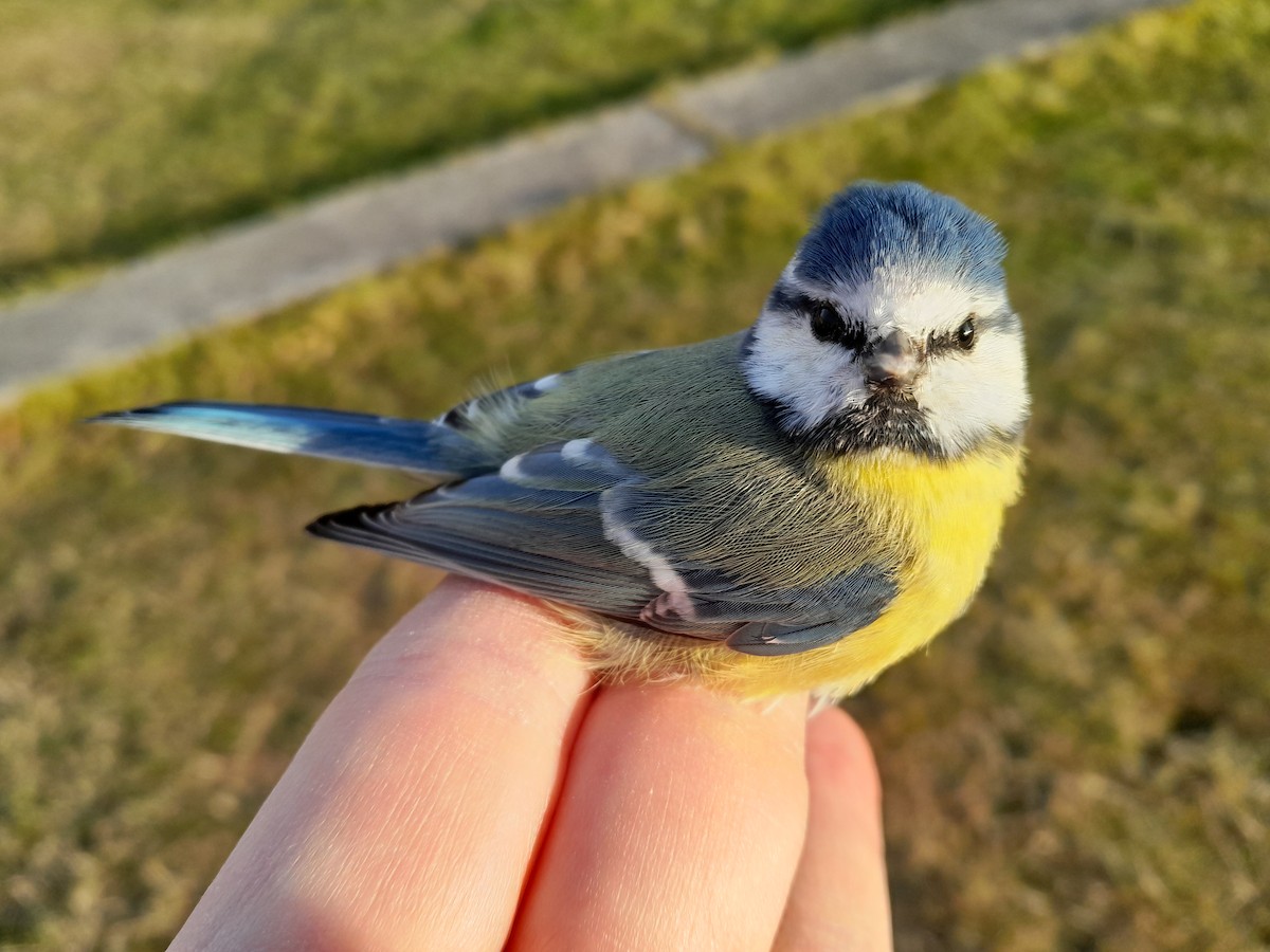 Herrerillo Común - ML645380104