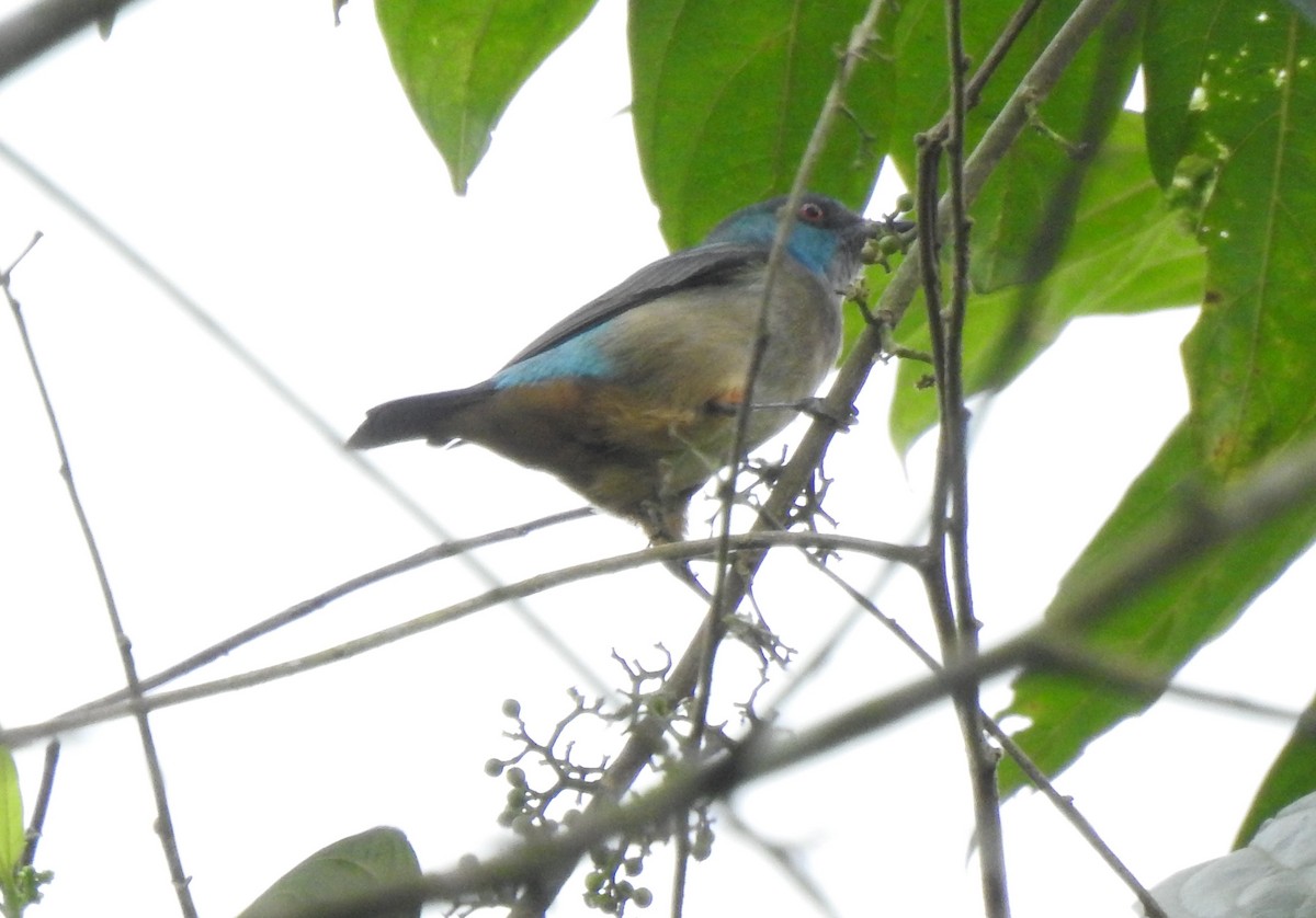 Dacnis Muslirrojo - ML645380106