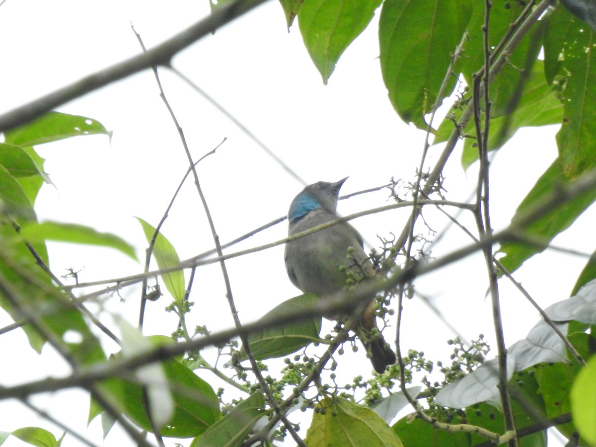 Dacnis Muslirrojo - ML645380107