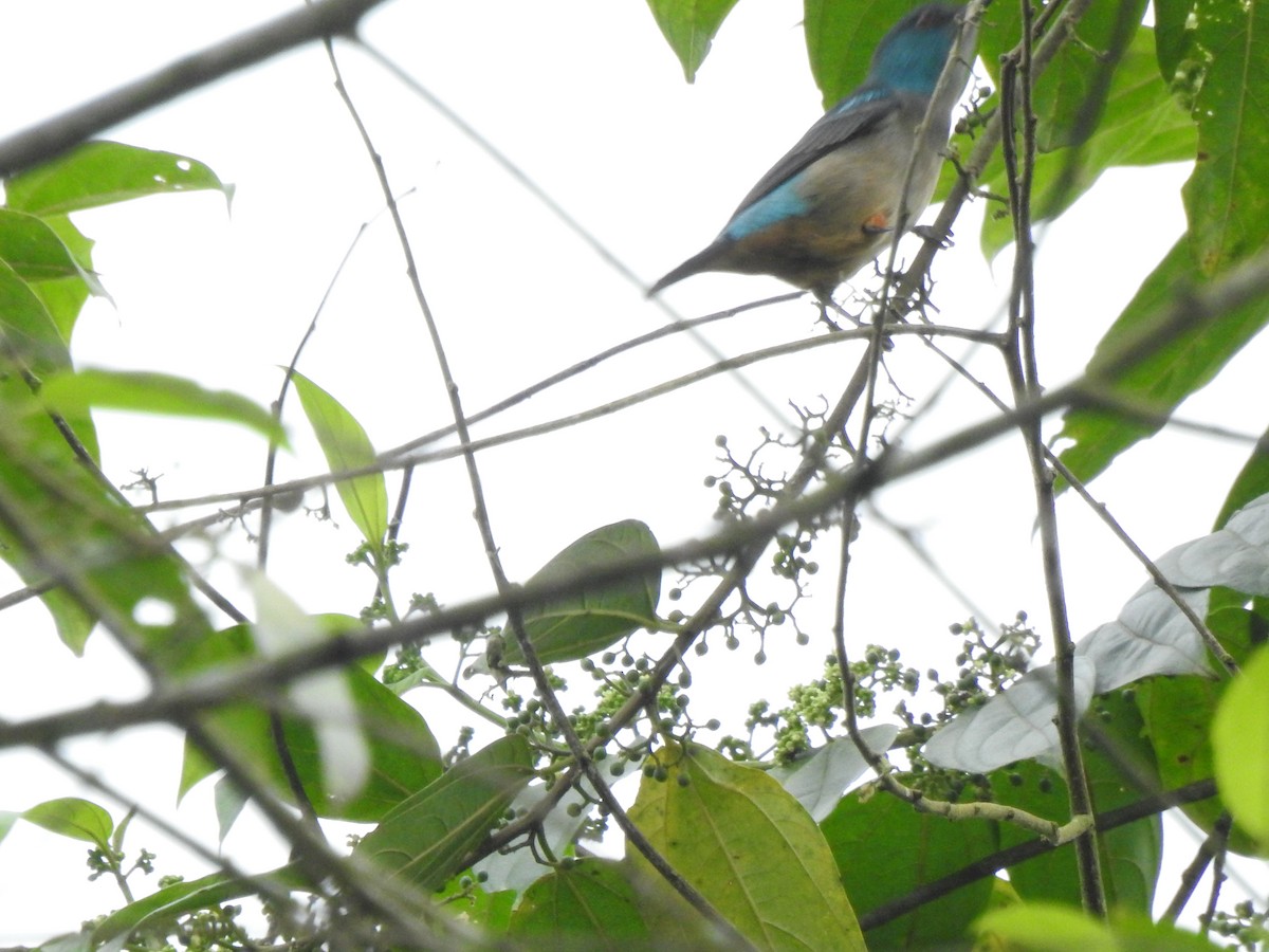 Dacnis Muslirrojo - ML645380108