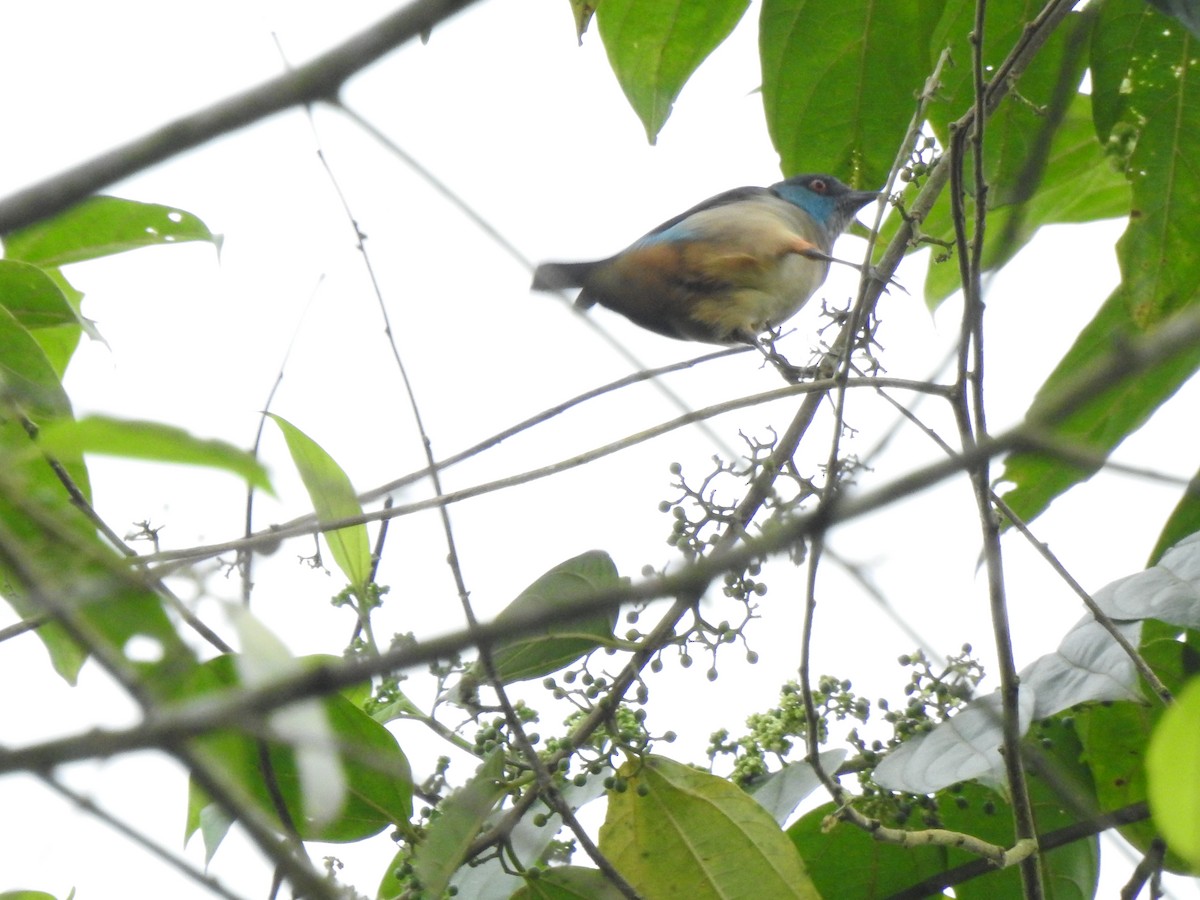 Dacnis Muslirrojo - ML645380109