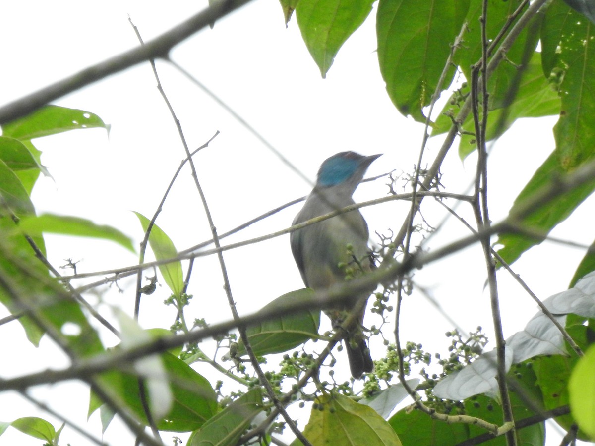 Dacnis Muslirrojo - ML645380110