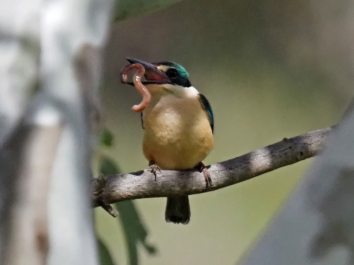 Alción Sagrado - ML645380112