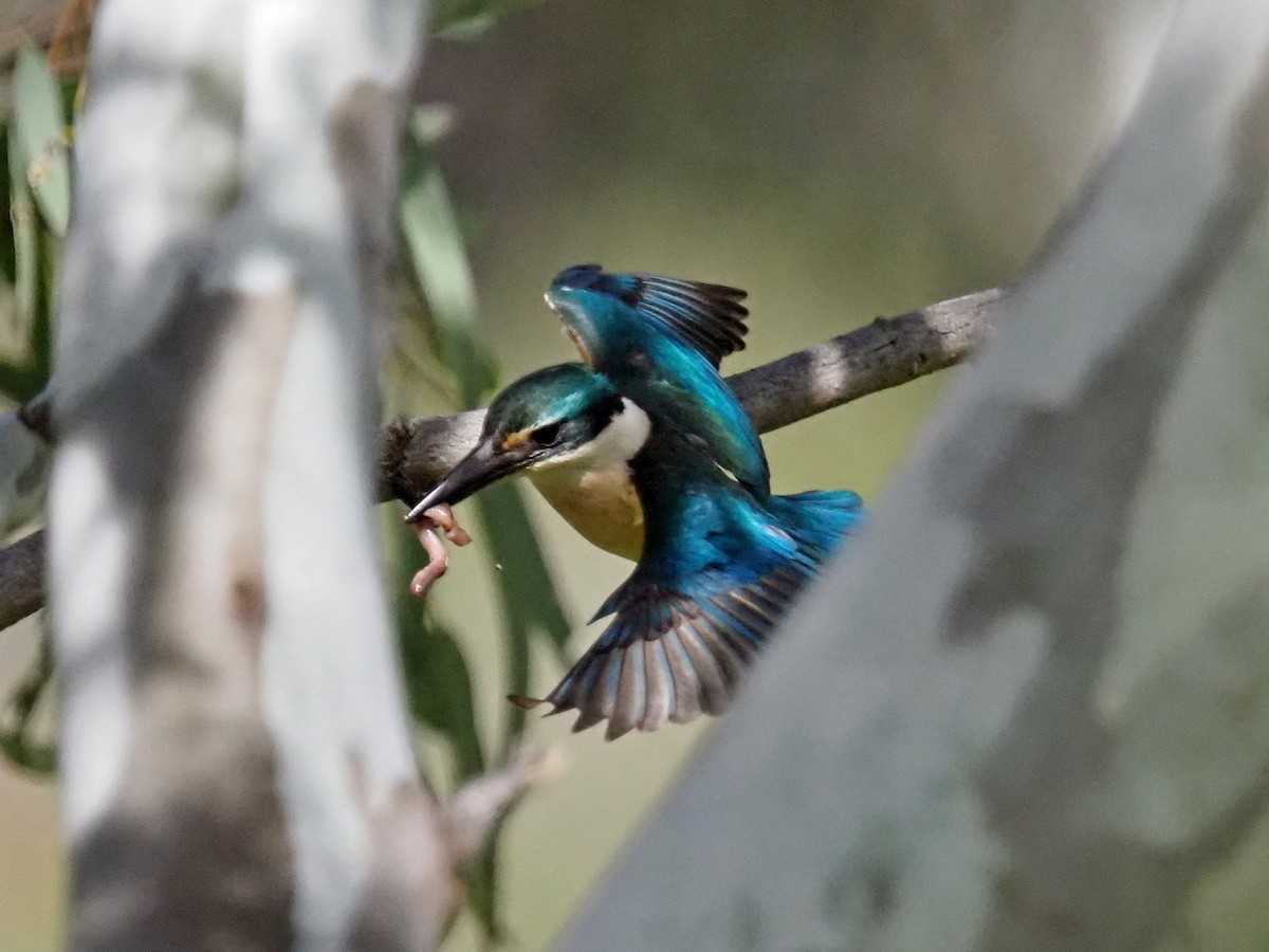 Alción Sagrado - ML645380113