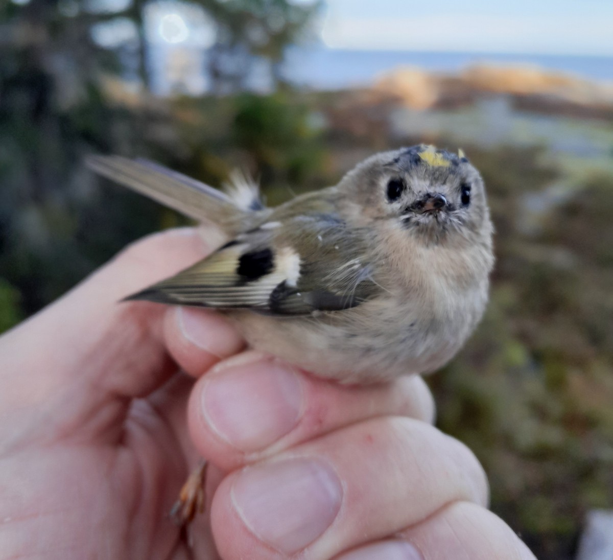 Reyezuelo Sencillo - ML645380115