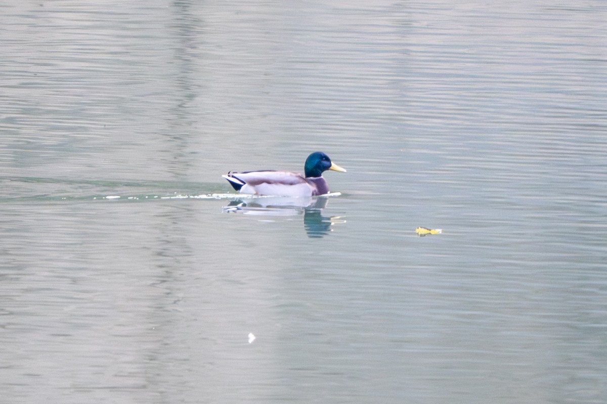 Ánade Azulón - ML645380116