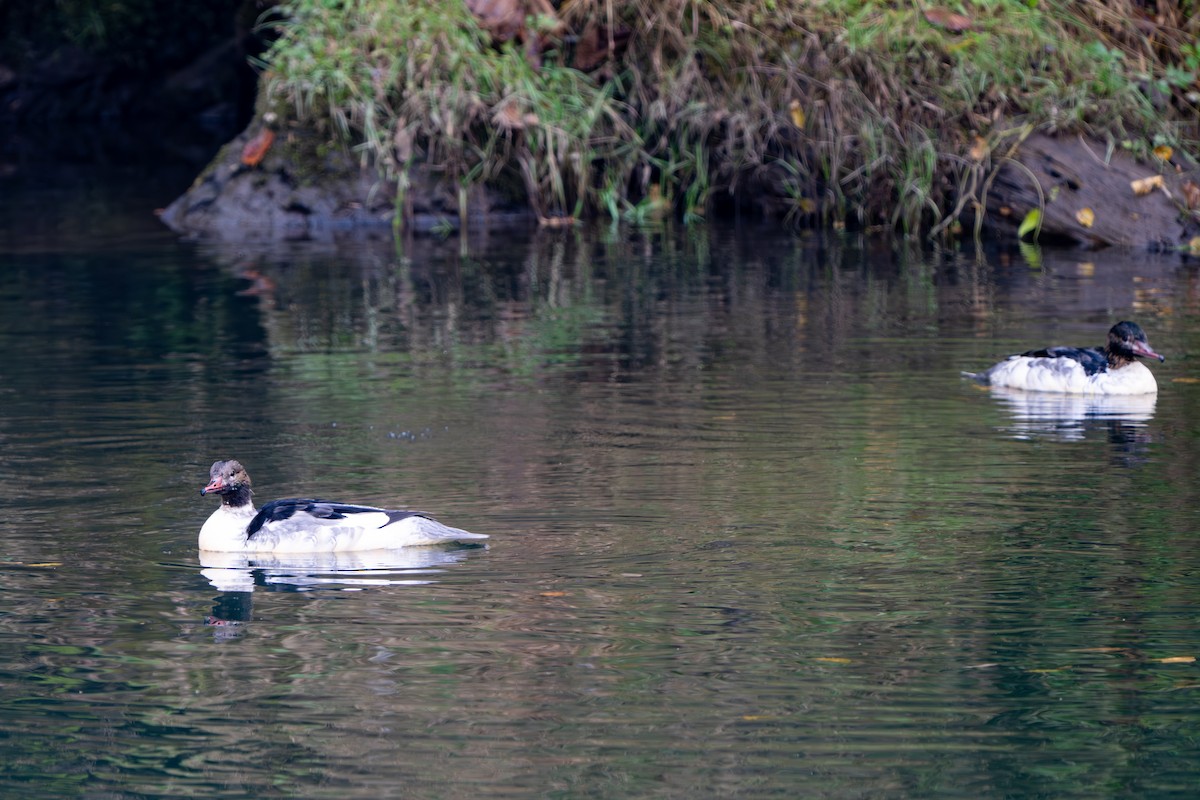 Serreta Grande - ML645380117