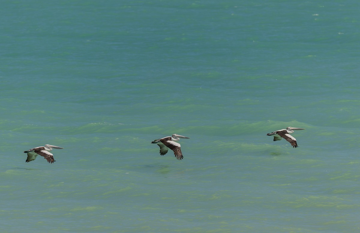 Pelícano Australiano - ML645380118