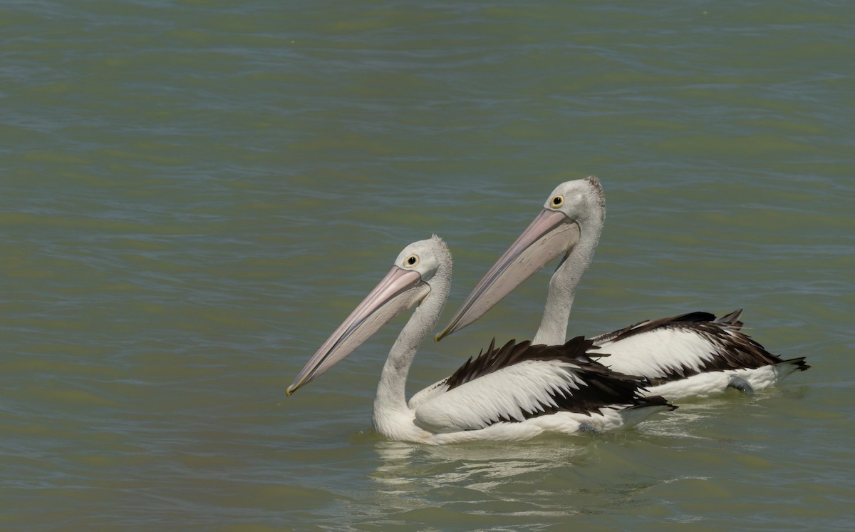 Pelícano Australiano - ML645380119