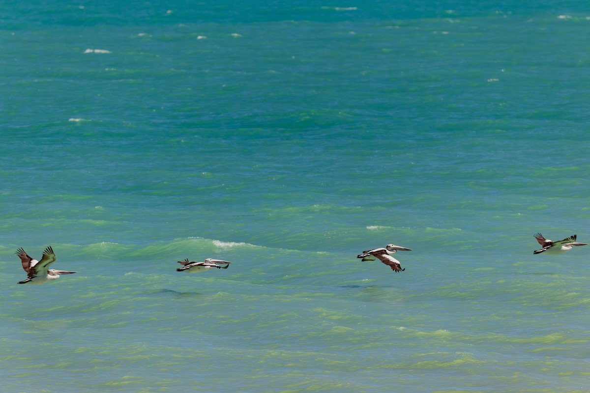 Pelícano Australiano - ML645380120