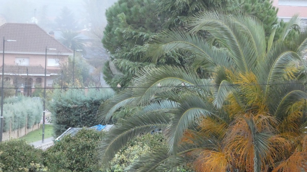 European Red-rumped Swallow - ML645380121