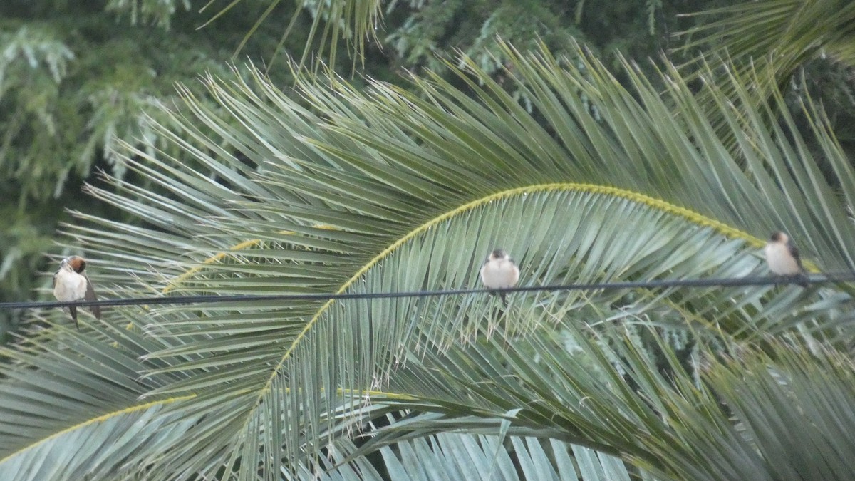 European Red-rumped Swallow - ML645380123