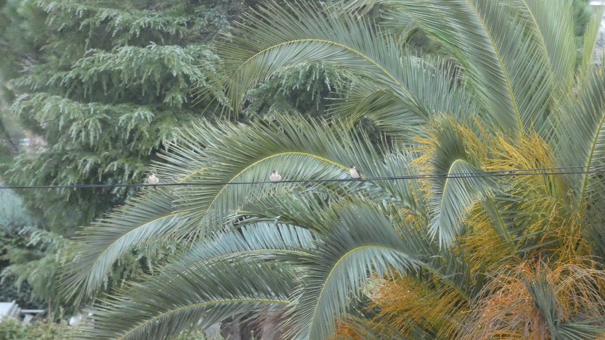 European Red-rumped Swallow - ML645380124