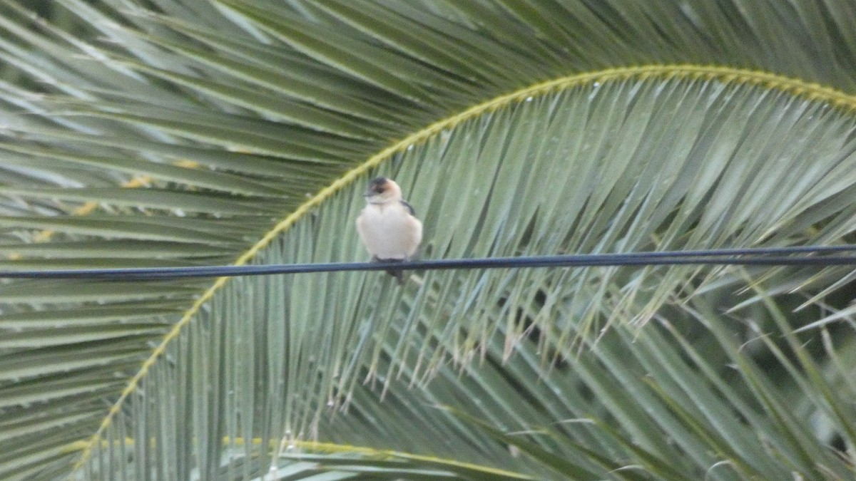 European Red-rumped Swallow - ML645380125