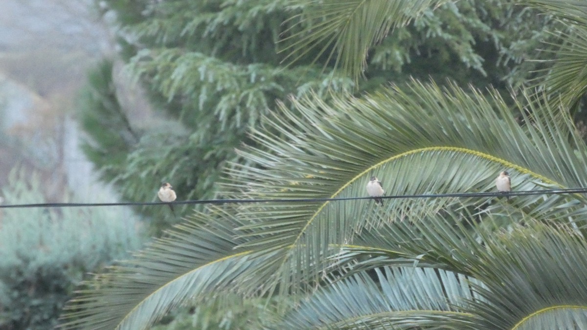 European Red-rumped Swallow - ML645380126