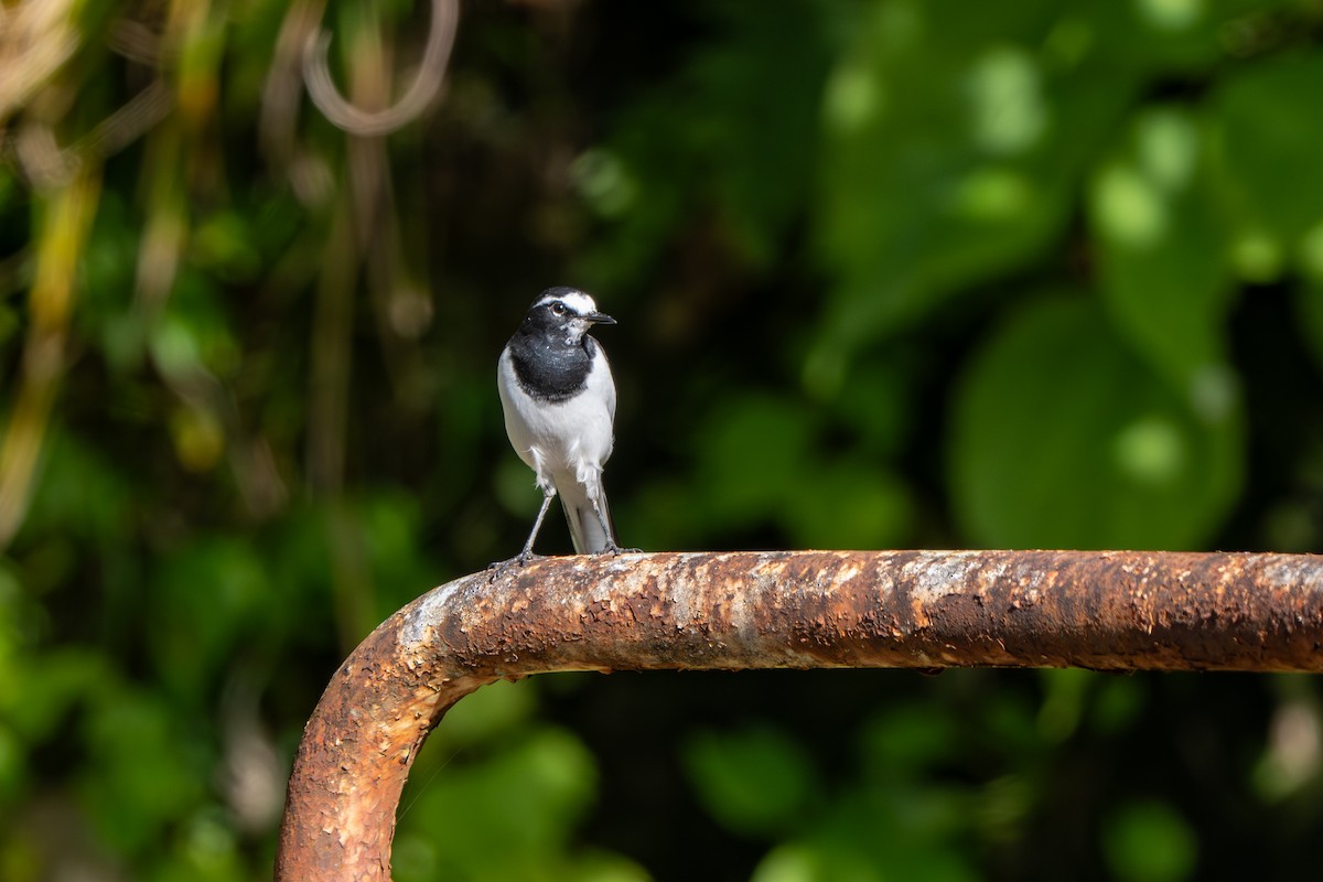 Lavandera Japonesa - ML645380128