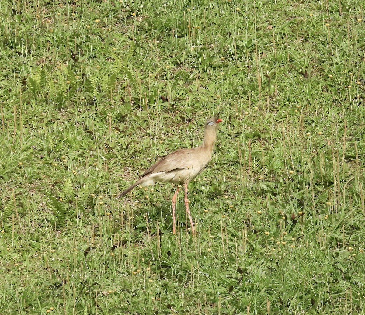 Chuña Patirroja - ML645380130