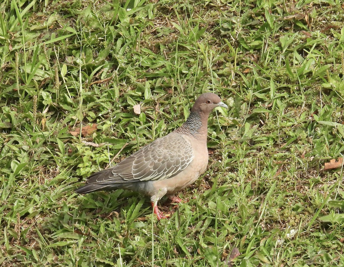 Pikazuro Güvercini - ML645380131