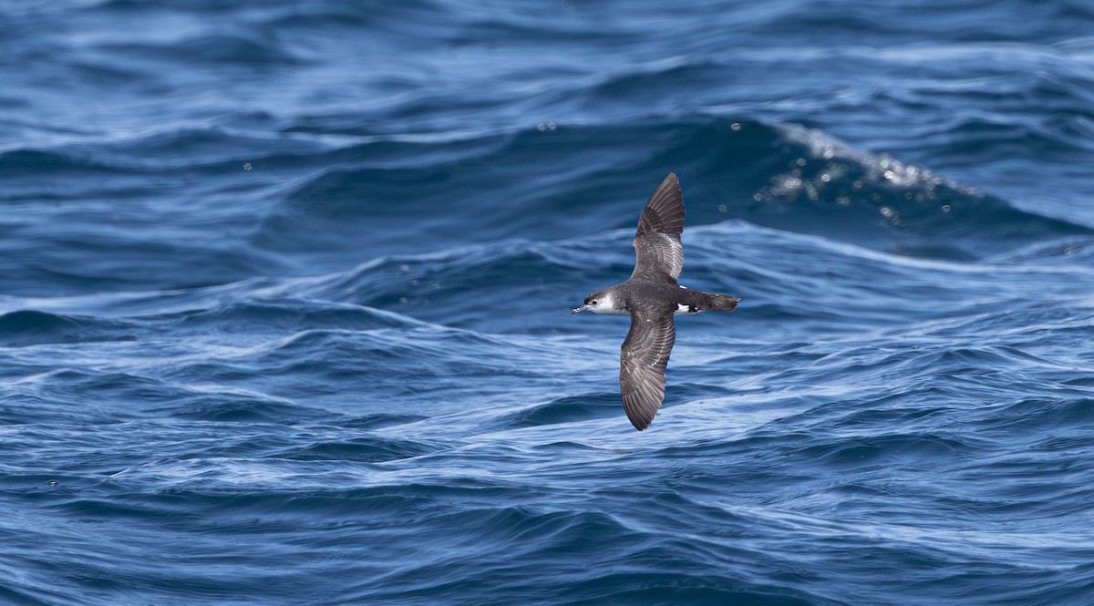 Little Shearwater - ML645380134