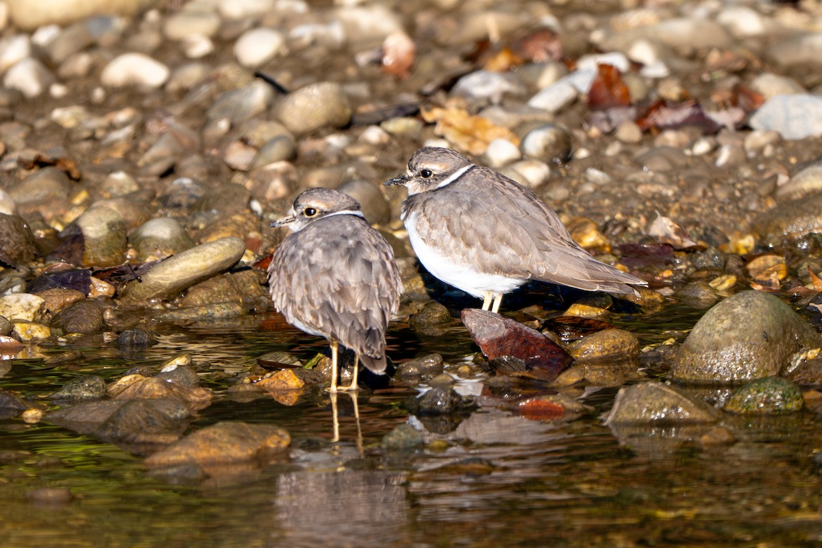 Long-billed Plover - ML645380138