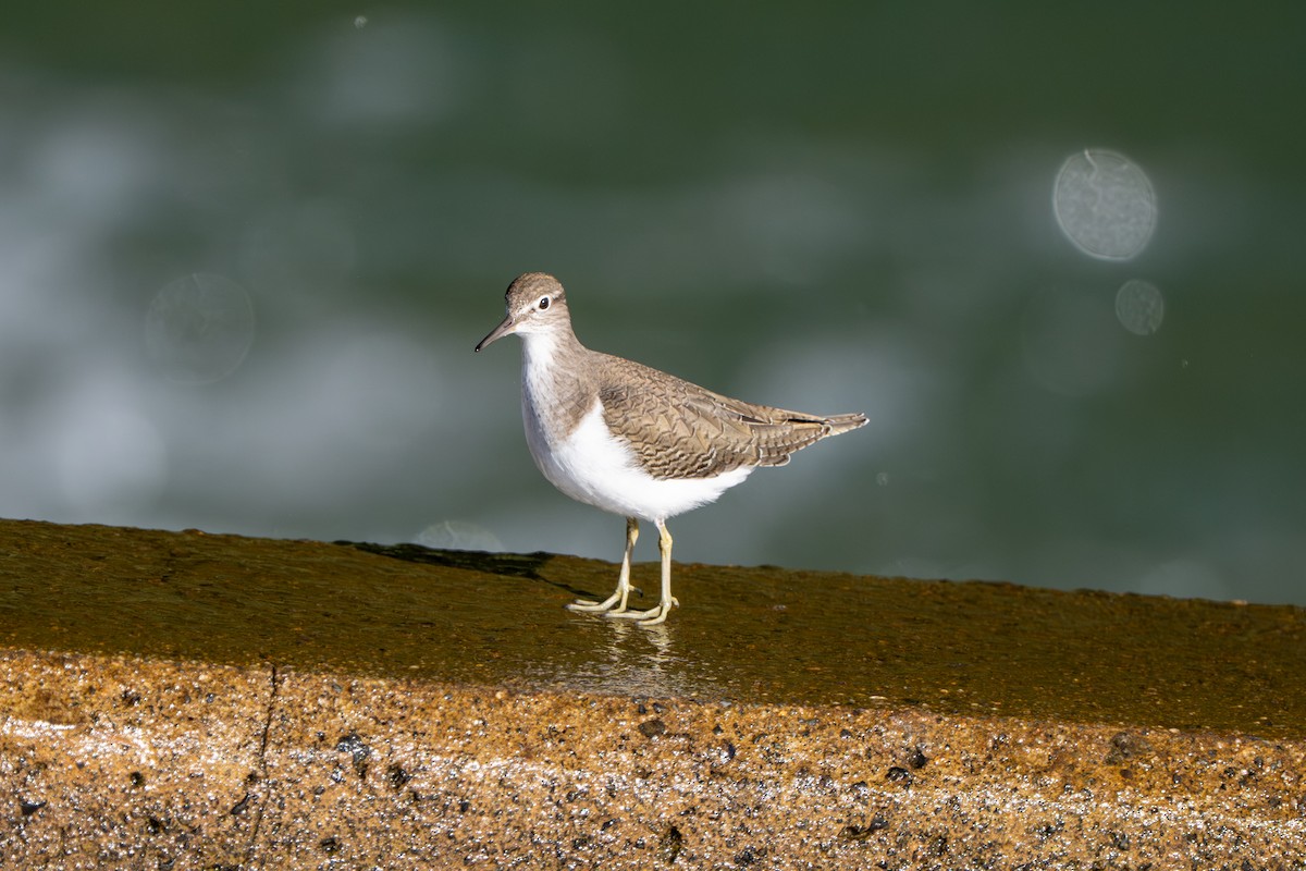 Common Sandpiper - ML645380141