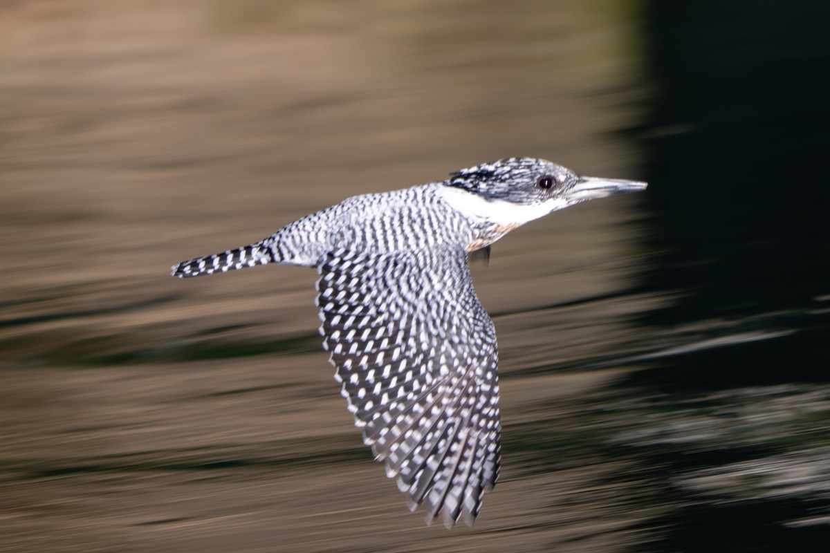 Crested Kingfisher - ML645380143