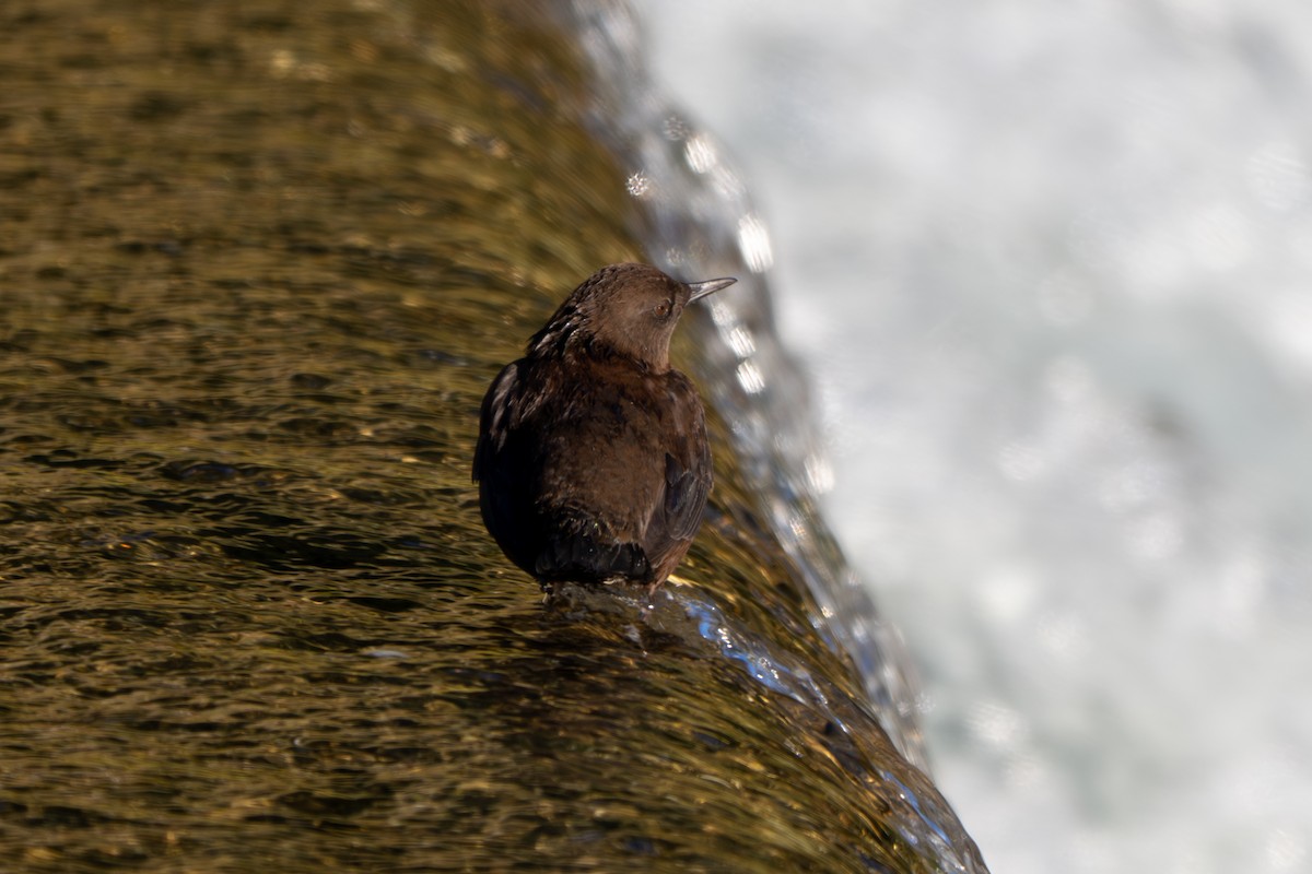 Brown Dipper - ML645380144